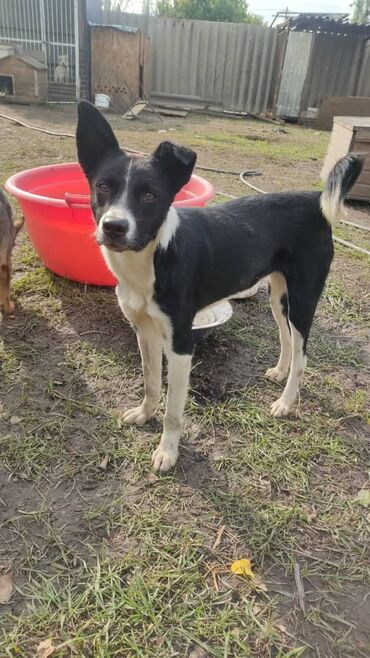 Отдам даром собаку: ПРИЮТ СОБАЧЕК большой выбор много красивых щенков и умных собак. ВСЕ — 5