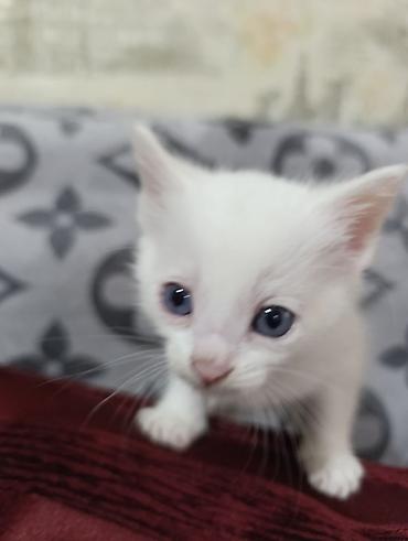 тай кони: Продам котят — 7