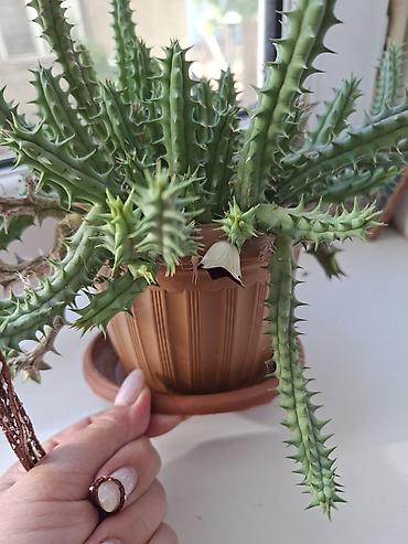 за неделю: Комнатные суккуленты в горшках 1) Сансевиерия хаки (Sansevieria — 3