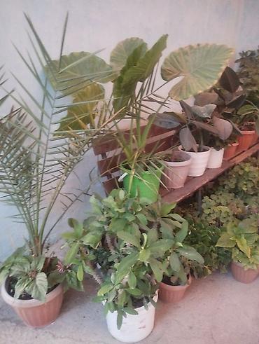 Комнатные растения: Арбуз. Пилея Кадье (Pilea cadierei), также известная как — 6