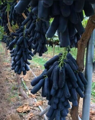 продам саженцы винограда: Семена и саженцы Самовывоз