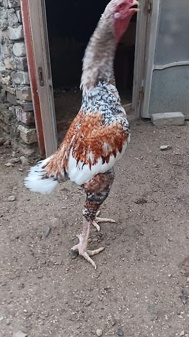 heyvan alqi satqisi: 1 Xoruz 🐓 4 toyuq pileymutdular irak sortudur qiymet hamsına ayidir — 2