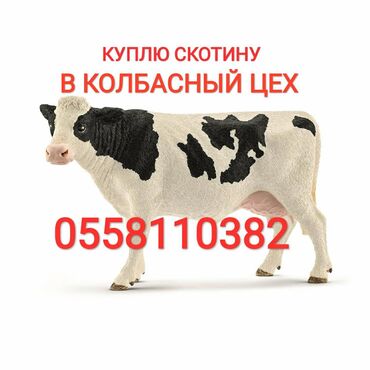 802 объявлений | ЖИВОТНЫЕ: Скупаем коров лошадей телок на забой в колбасный цех