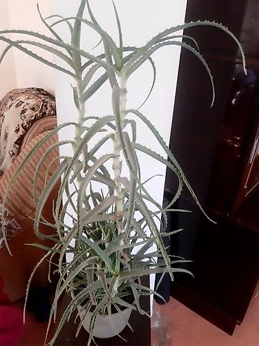 алоэ цветок: Алоэ древовидное (Aloe arborescens), крупное комнатное растение в — 3