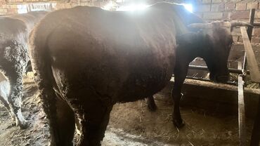 Коровы, быки: Продаю | Корова (самка) | Для разведения | Привязанные — 23