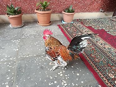 ev kirpisi: Salam barter olunur yaponka fərəsi ilə və yaxud gücələri ilə baxır — 4