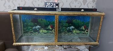 akvarium baliqlari: İki bölməli akvarium komplekti - Şüşə korpus, ön hissədə dekorativ — 1