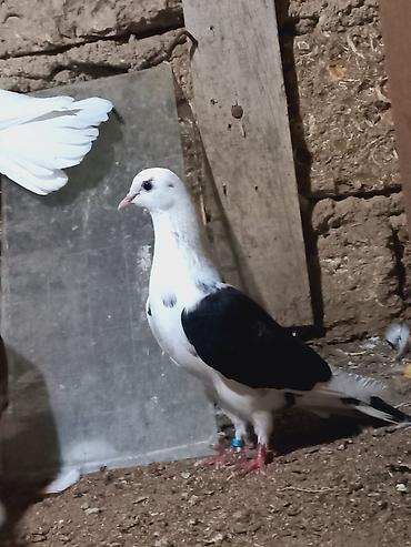 Göyərçinlər: Salam 6 dene secme quşlardi hamsi saglam bala veren heyvandi ucuşlarda — 1