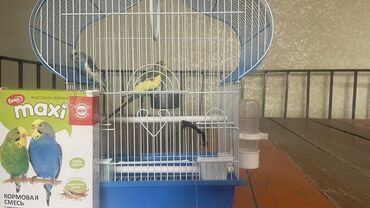 маленькие волнистые попугаи: Продаю 2 попугая с сеткой!
Порода: Волнистая
Цена : 2000 сом