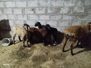 растения в аквариум: Сатам | Козу | Союуга