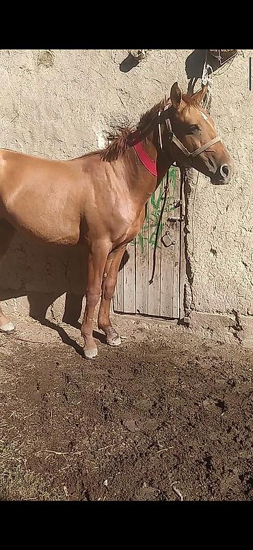 2жаш кунан: Продаю | Жеребец | Дончак | Для разведения — 1