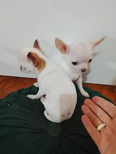 Psi: MINI ČIVAVE. Mini čivave oba pola kristalno bele, zlatne i na lalafo.rs — 9 Psi: MINI ČIVAVE. Mini čivave oba pola kristalno bele, zlatne i — 9