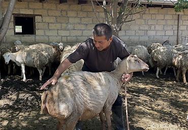 Mal-qara: Südəmər qoyunlar – süd istiqamətli sürü - Süd verimi yüksək, iri — 1