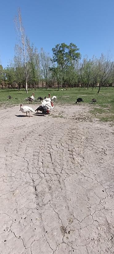 Индюки: Продаю | Индюшка (самка) at lalafo.kg — 3 Индюки: Продаю | Индюшка (самка) — 3