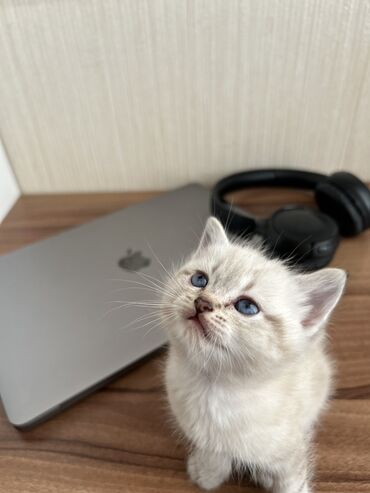 Pişiklər: Şinşilla -da lalafo.az — 3 Pişiklər: Şinşilla — 3