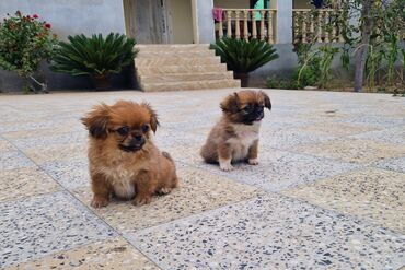 İtlər: Pekines, 2 ay, Dişi, Ünvandan götürmə