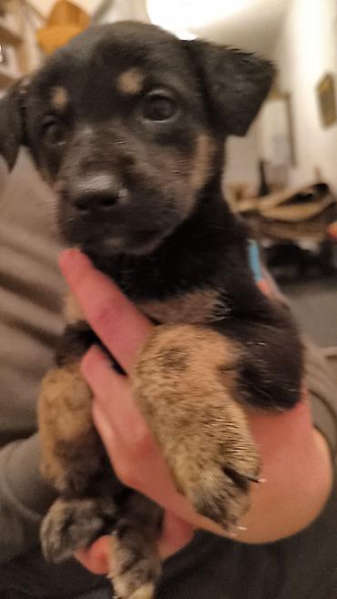 Продажа собак: Щенки, окрас черный с подпалом Описание: - Милые щенки — 3