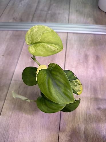 Эпипремнумы и сциндапсусы: Сциндапсус (Epipremnum/Scindapsus) вариегатный в горшке. Особенности — 15