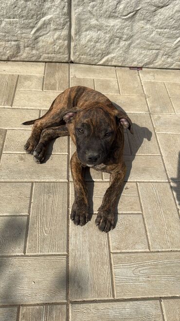 ov iti: Pitbul, 2 ay, Dişi, Ödənişli çatdırılma