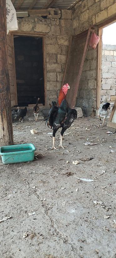 at satisi qiymetleri: Heyrati ailəsi satılır. tam sağlam heyvanlardı xoruz 70 manat fereler — 9