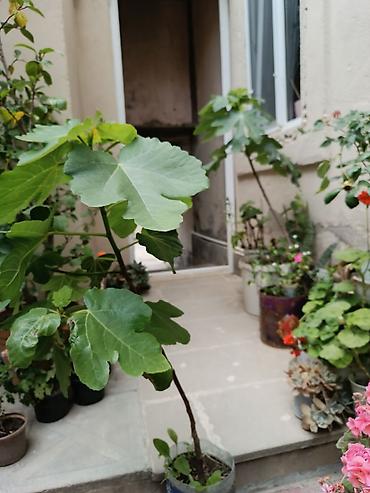 palid agaci: Məhsul: Qabda böyüdülmüş əncir tingləri Təsvir: - Növ: Encir (Ficus — 2