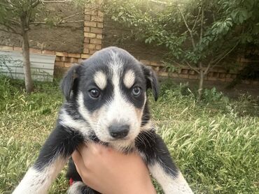 Продажа собак: Хаски, 2 месяца, Самка, С родословной at lalafo.kg Продажа собак: Хаски, 2 месяца, Самка, С родословной