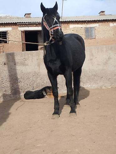 Лошади, кони: Продаю | Жеребец | Для разведения | Осеменитель — 1