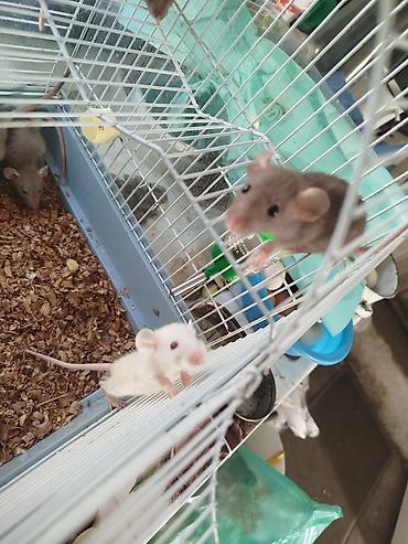 Кемирүүчүлөр: Продам маленьких крысят декоративные, дамбо — 6