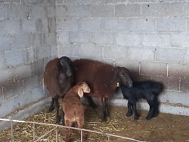 Баран, овца: Продаю | Овца (самка) | Для разведения | Матка — 3