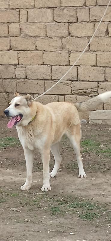 İtlər: Qurdbasar, 8 ay, Erkek — 8