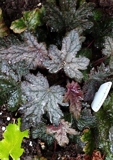 Другие садовые цветы и кустарники: Продаю гейхеру. В коллекции более 80 сортов. Звоните по тел. Вацап — 11