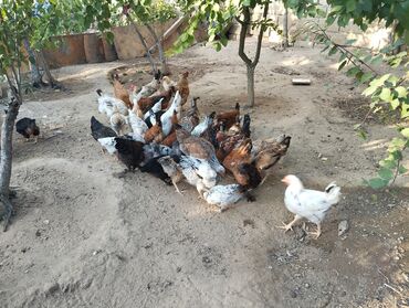 Inəklər, öküzlər: Toyuq, Damazlıq, Ünvandan götürmə