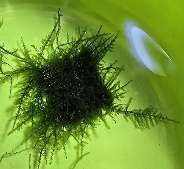 Akvarium dekoru: Akvaryum üçün moxlar: Christmas moss və Taiwan moss - Paslanmayan — 3