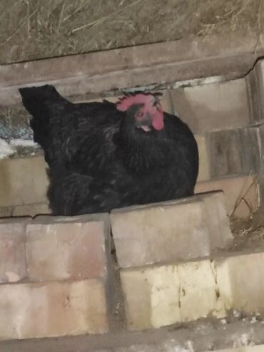 Куры, петухи: Продаю | Петух, Цыплята, Куры | Брама, Домашняя | На забой, Для разведения, Несушки — 6