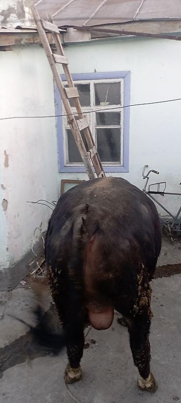 Коровы, быки: Продаю | Бык (самец) | Симментальская | На откорм | Привязанные — 6