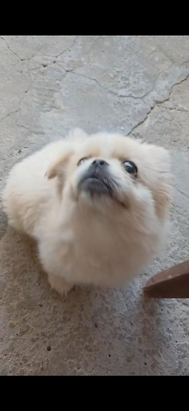 it pudel: Pekines, 3 ay, Erkək — 2