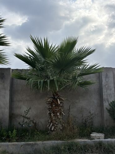 palma agacı: Məhsul: Dekorativ palma ağacı hündürlük 3.2 m tam hündürluk alt