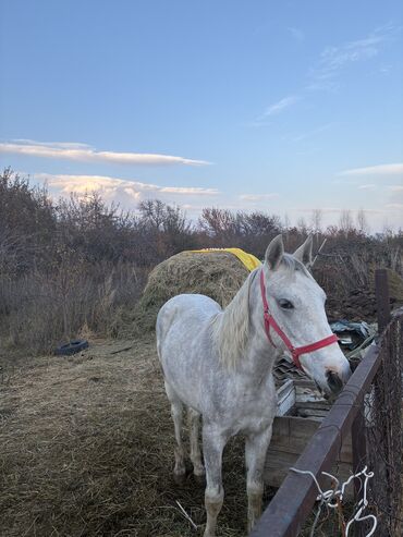 Лошади, кони: Продаю | Жеребец | Конный спорт — 22