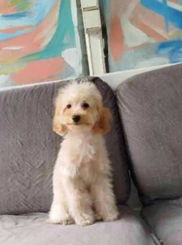 Psi: Patuljasta pudla štenci Štenci patuljaste pudle stari 4 meseca na — 1