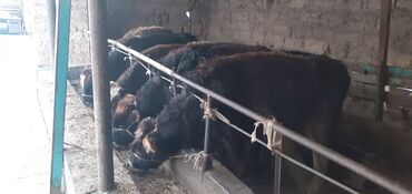 Коровы, быки: Продаю | Бык (самец) | Ангус, Швицкая | На откорм — 11