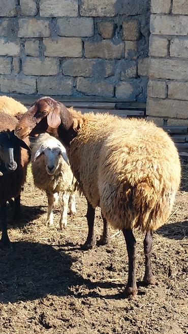 Dişi, Qala, il: 3, Damazlıq, Ünvandan götürmə lalafo.az -da Dişi, Qala, il: 3, Damazlıq, Ünvandan götürmə