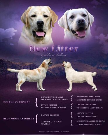 Psi: Predstavljamo vam naše novo žuto leglo! M: BLUE MOON ASTORELA ( — 10