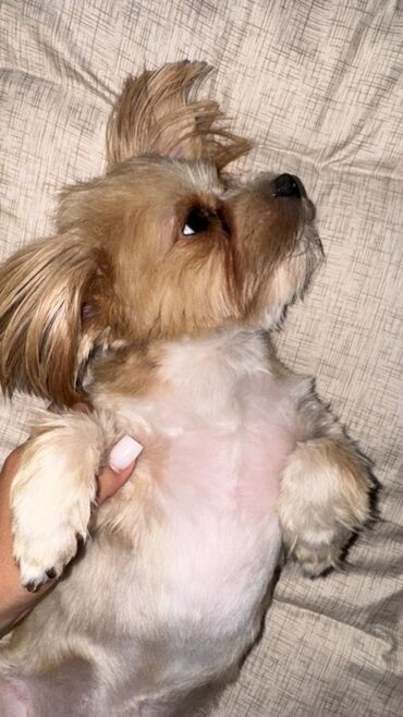 İtlər: Malta bolonka, 2 il, Erkek, Cütləşmə üçün — 6