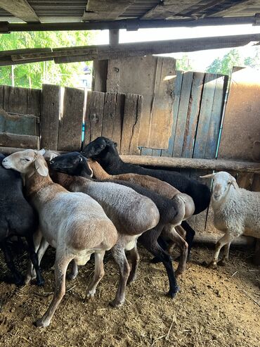 Бараны, овцы: Продаю | Баран (самец) | На забой, Для разведения | Осеменитель