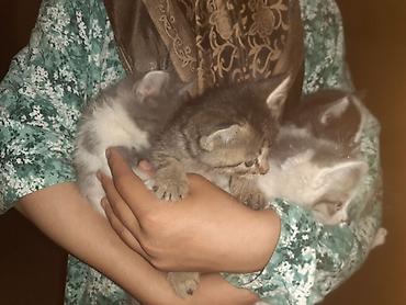 бигль щенок: Очаровательные котята, помёт из нескольких малышей. - Окрас — 10