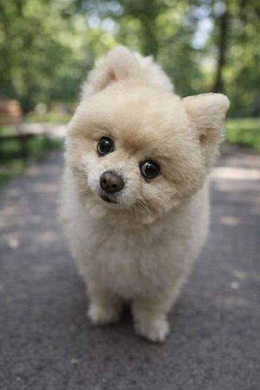 İtlər: Şpitz, 1 il, Erkek — 6