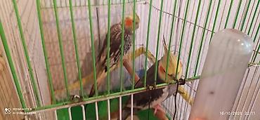 quş qaz: Nymph parakitləri (cockatiel) – cüt - Növ: Nymphicus hollandicus — 3