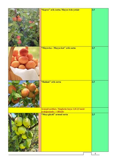 Tinglər: Meyvə və dekorativ ağac tingləri Təsvir: - Tərtər rayonu ərazisində — 11