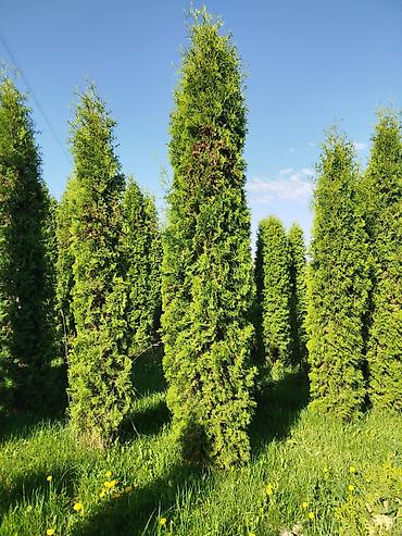 Берёза: Саженцы Платная доставка — 12