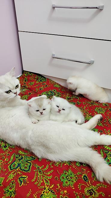 цыплята простые: Котята от красивых родителей. Британские короткошерстные. Готовы к — 6